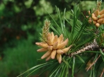 Pinophyta - conifers